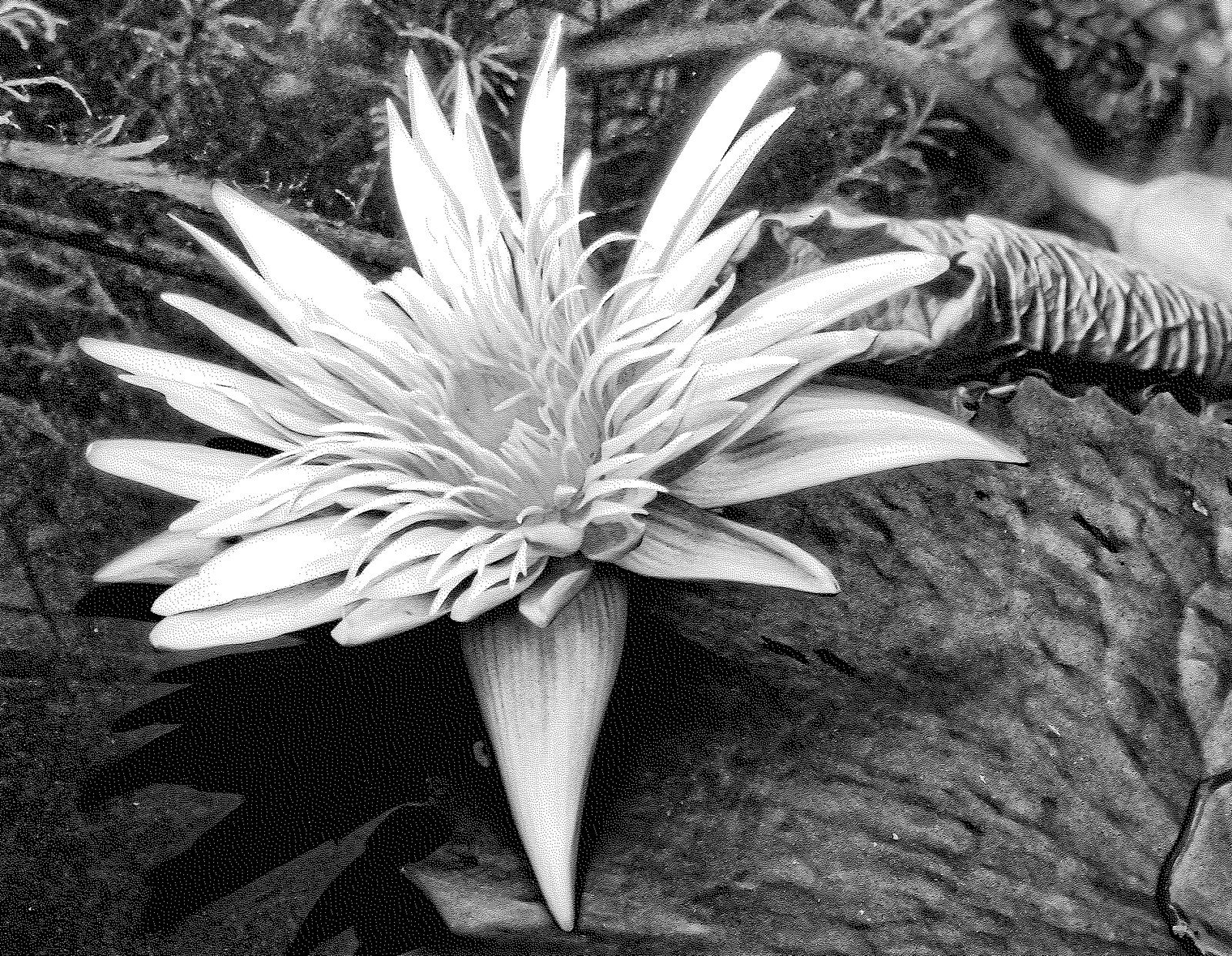 Nocturnal Lily