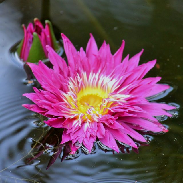 Pink Ripple