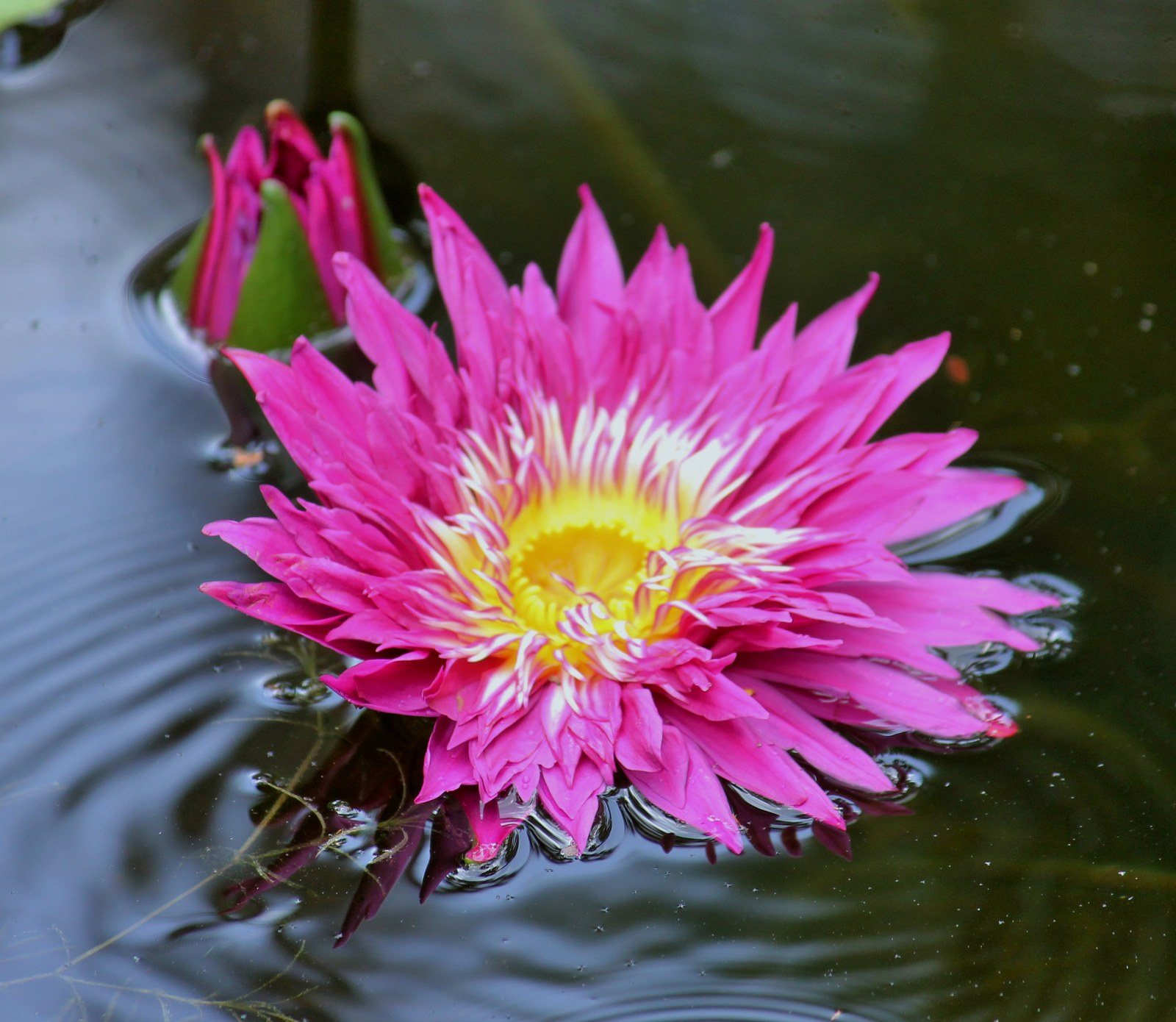 Pink Ripple