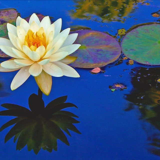 Botanical Yin And Yang