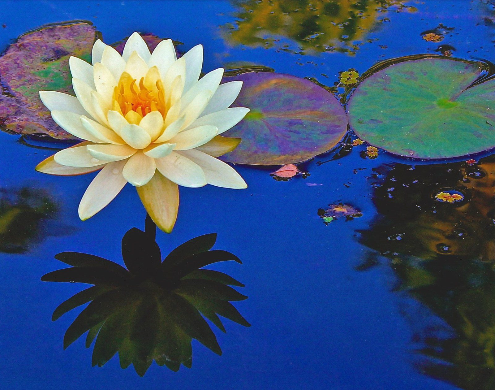 Botanical Yin And Yang