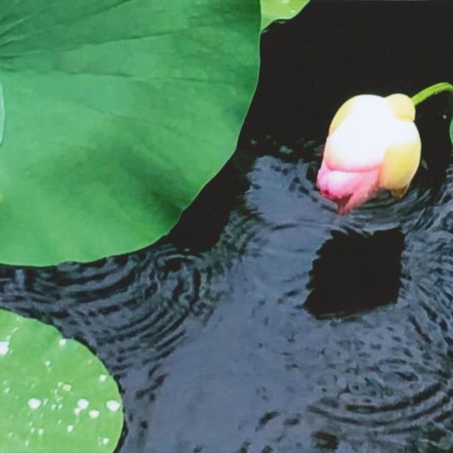Almost Lotus