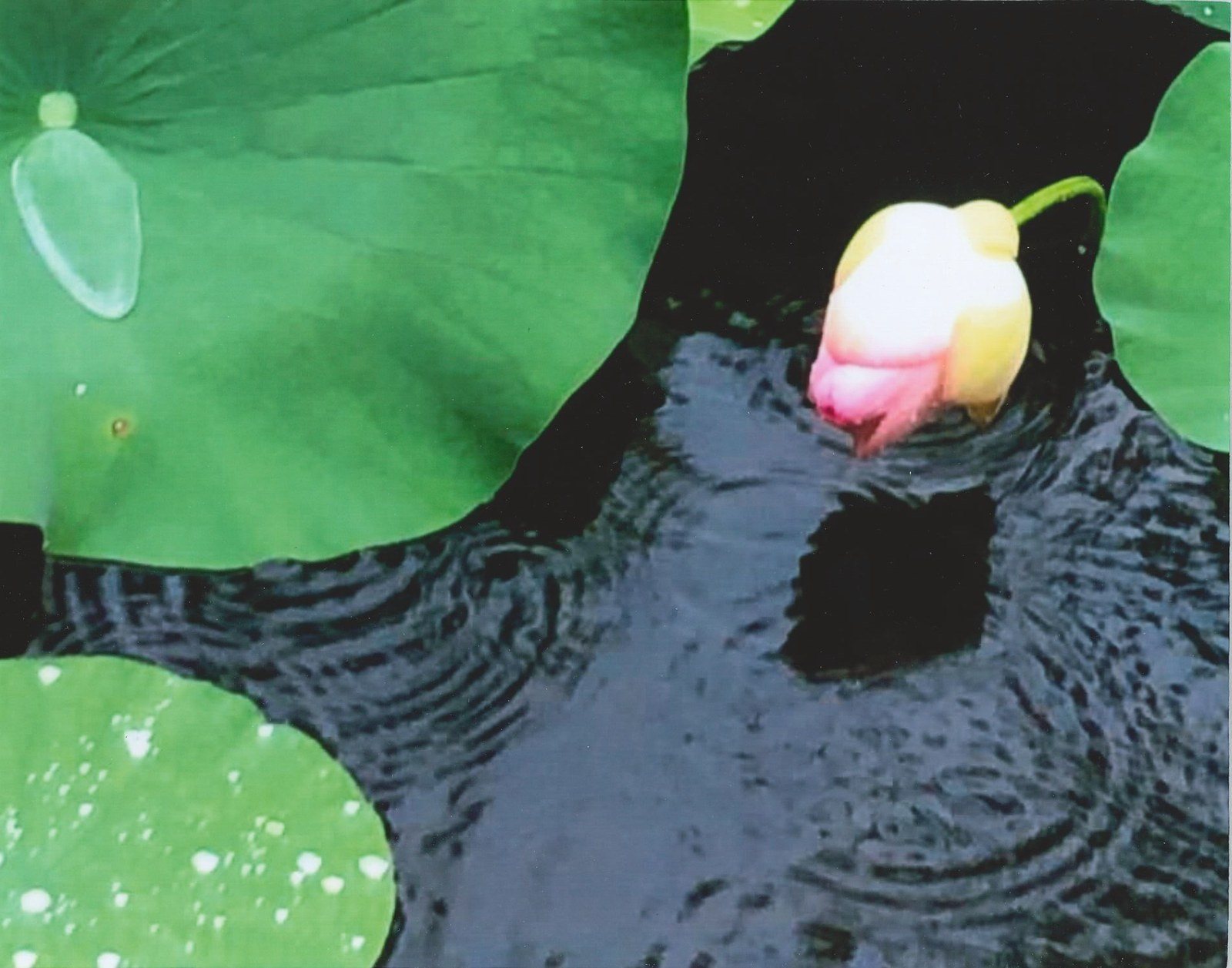 Almost Lotus