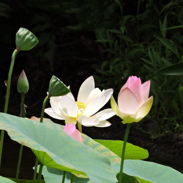 Pond Pals