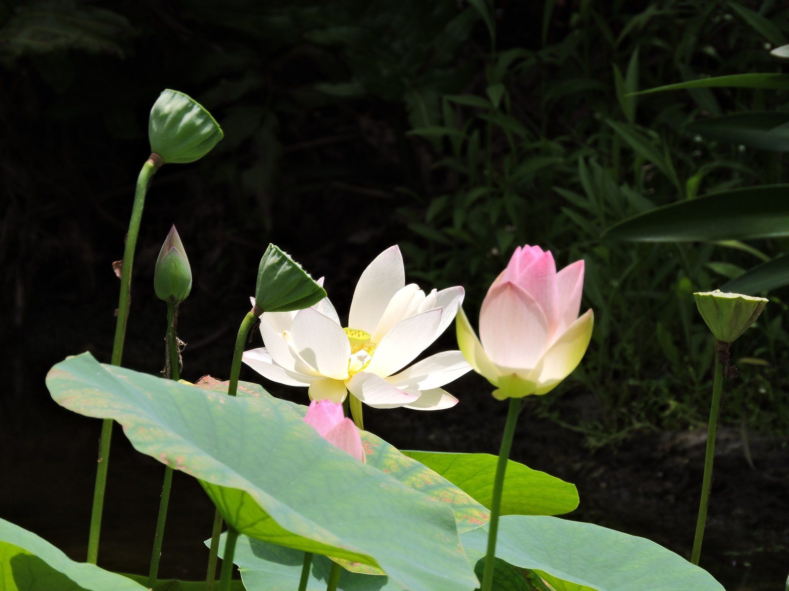 Pond Pals