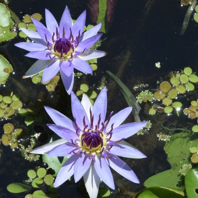 Purple Morning