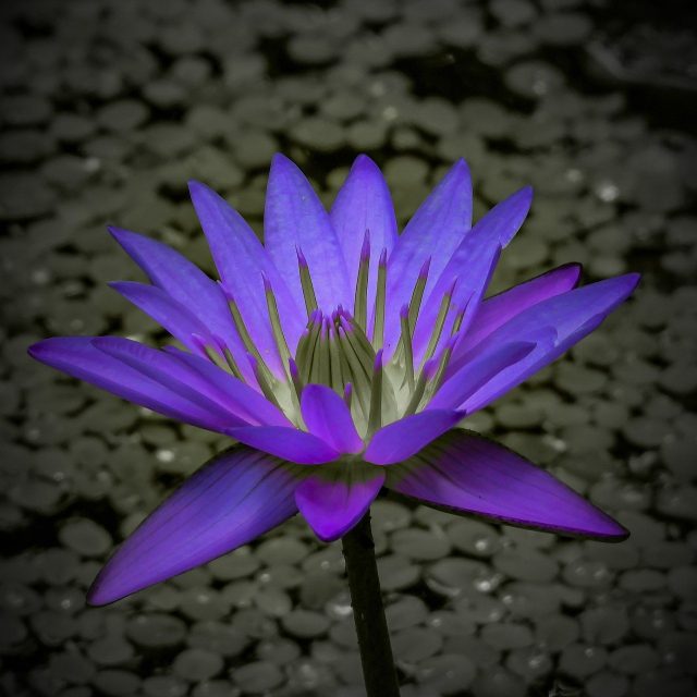 Profound In Purple