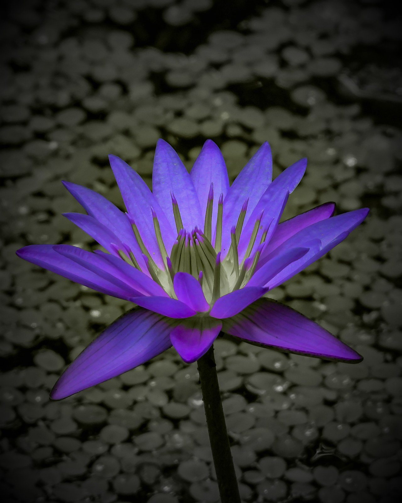 Profound In Purple