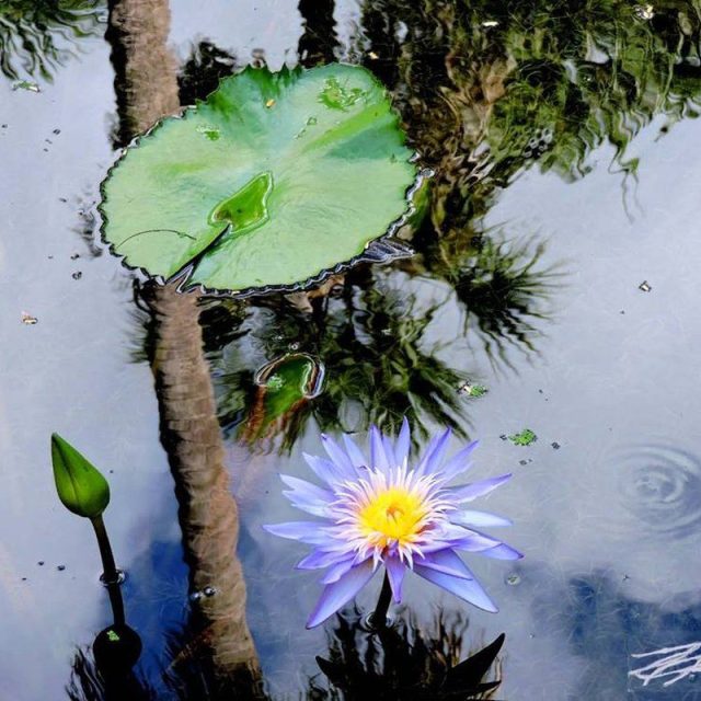 Reflections