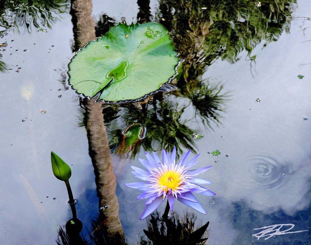 Reflections