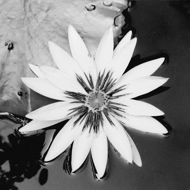 I Blossom
