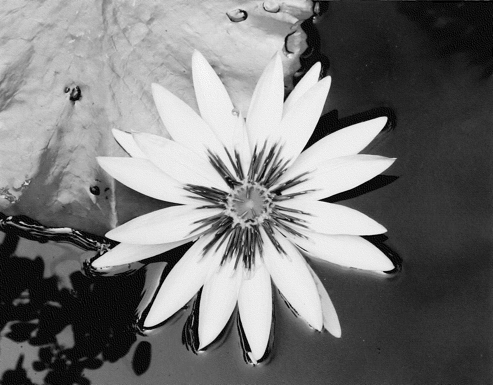 I Blossom