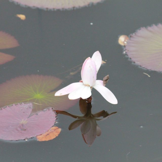 Reflection