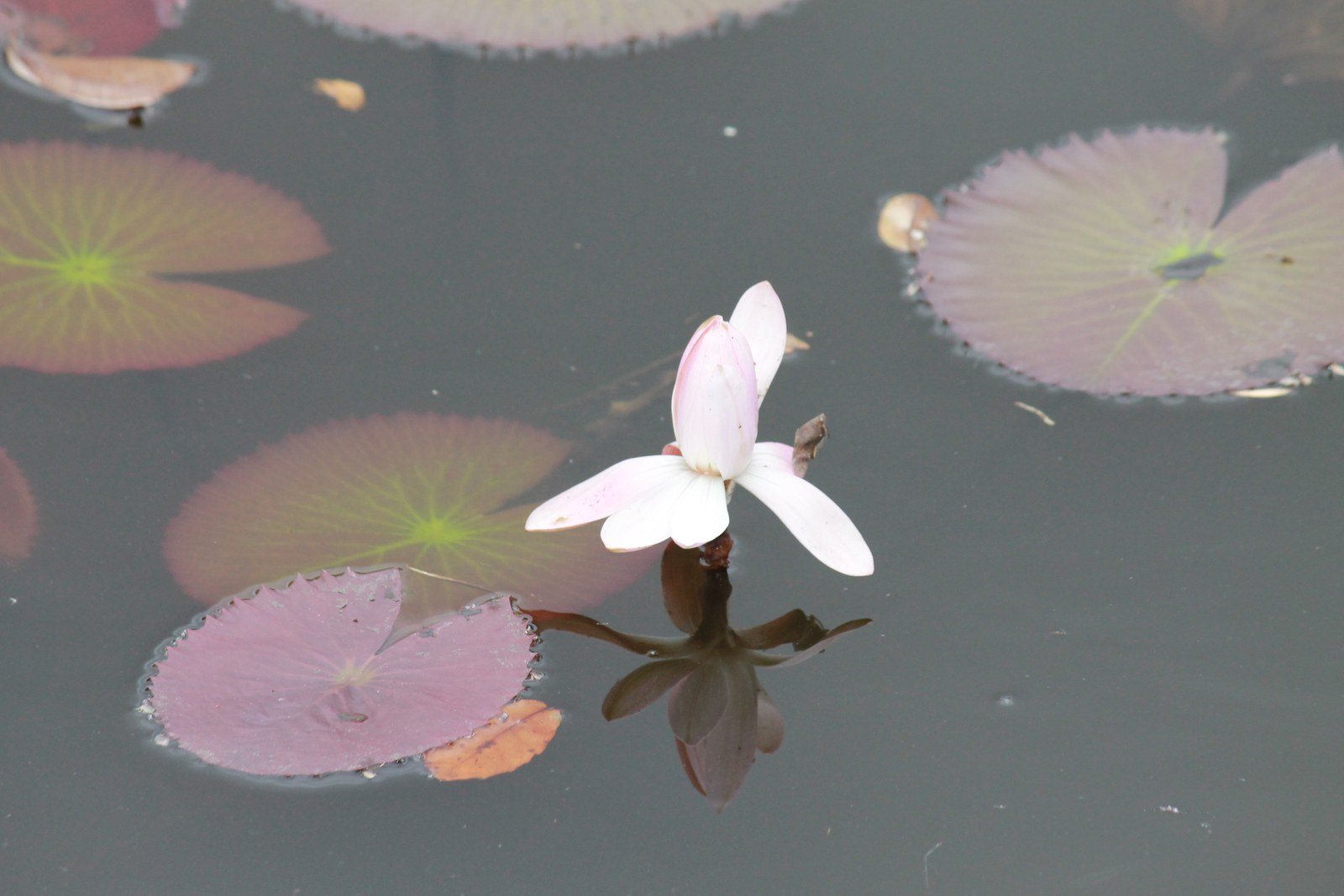 Reflection