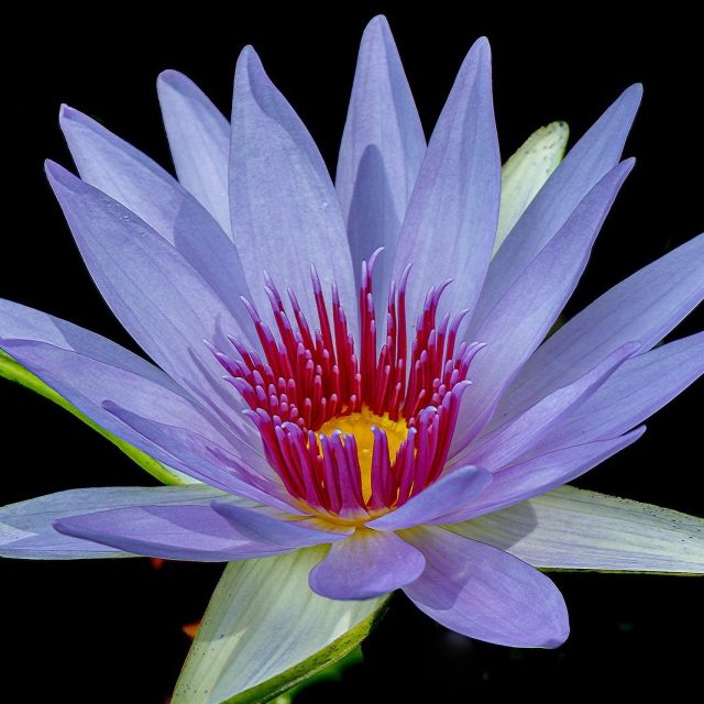 Star Burst