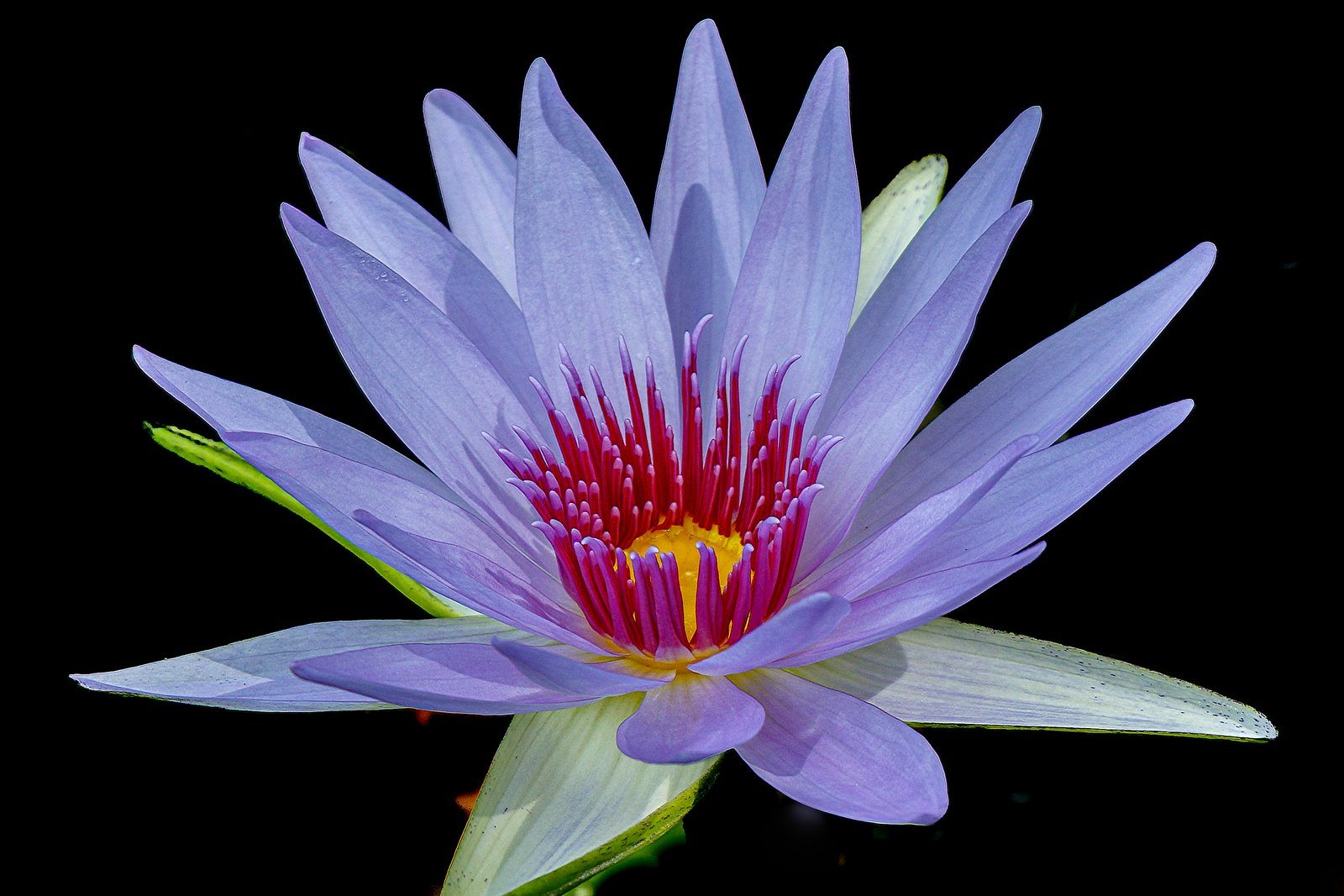 Star Burst
