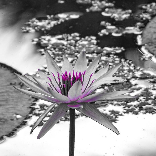 Silent Elegance