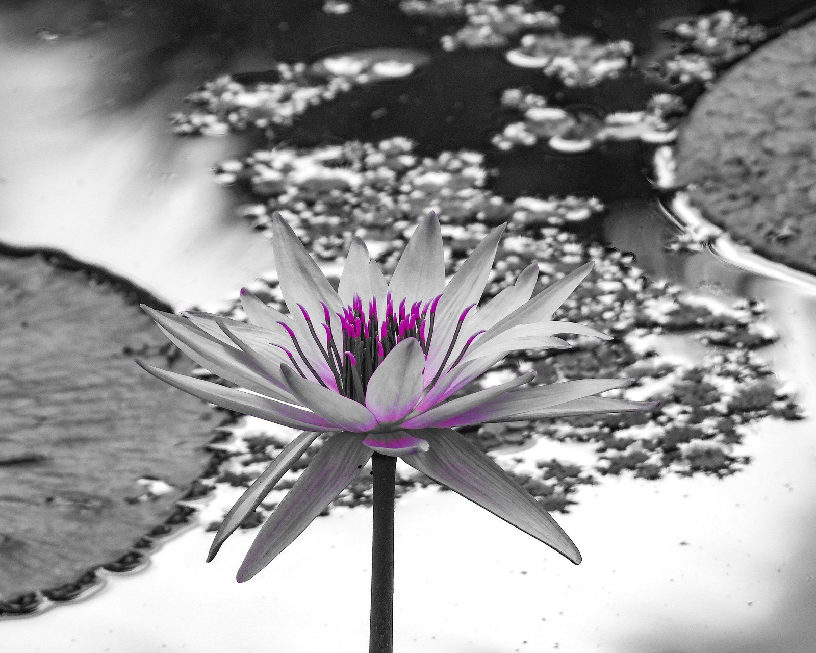Silent Elegance