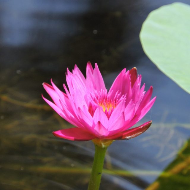 Love In Bloom
