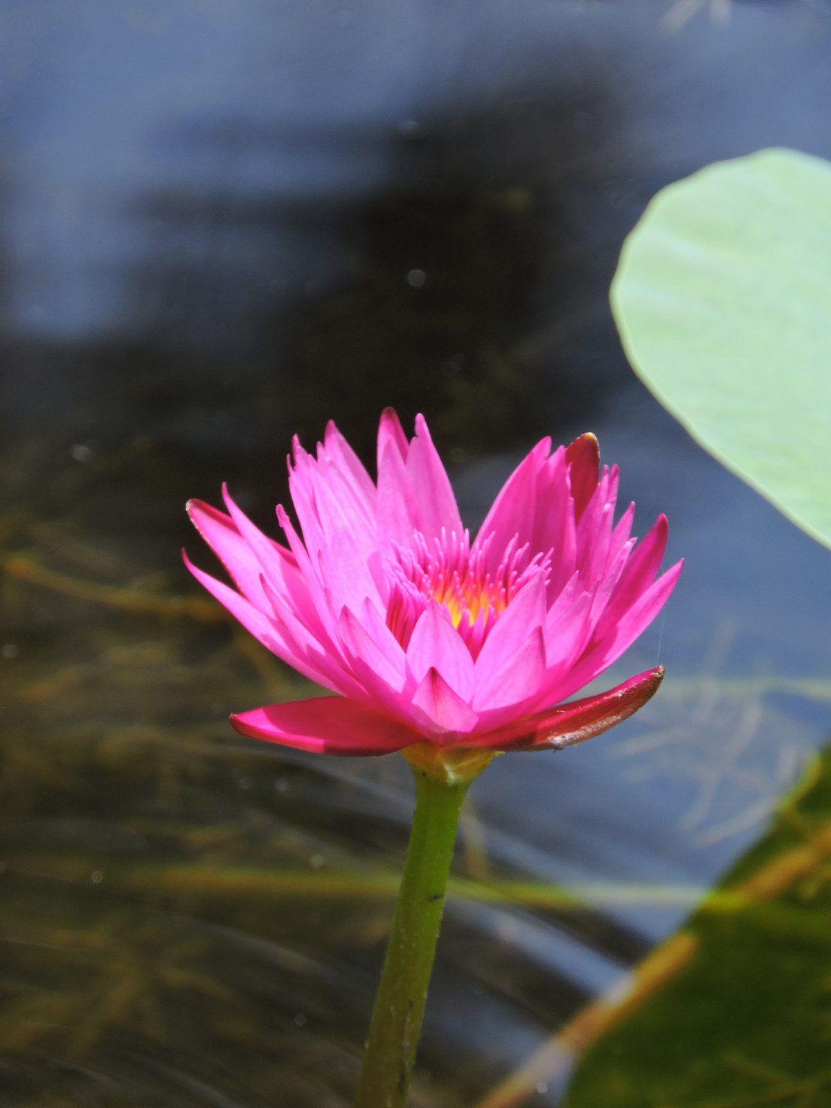Love In Bloom