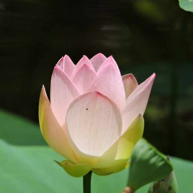 So Delicate