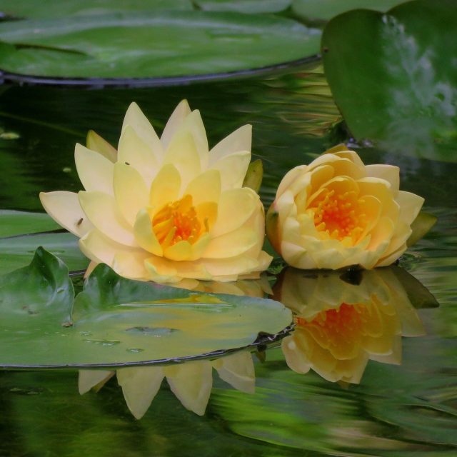 Double Lemon Yellow