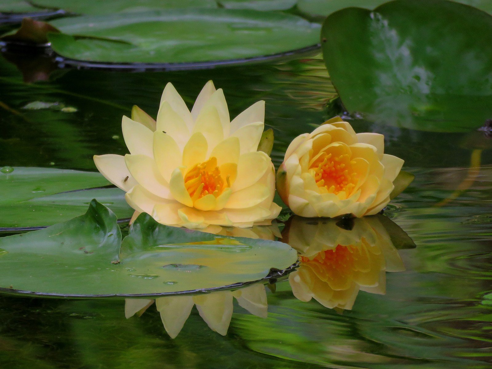 Double Lemon Yellow