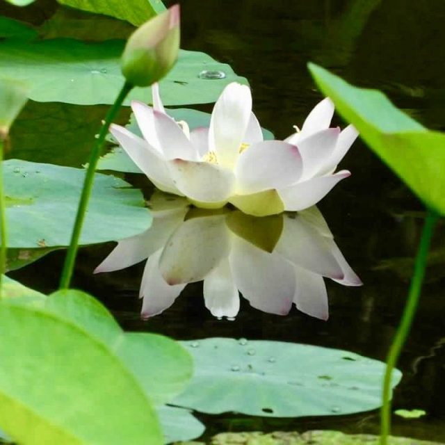 Morning Reflection