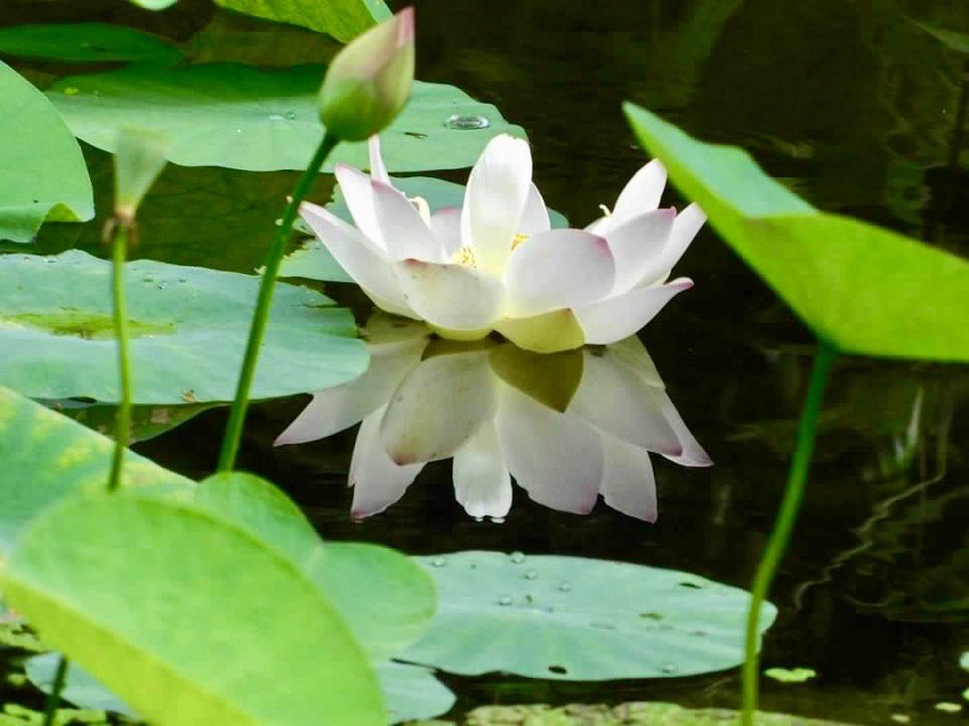 Morning Reflection