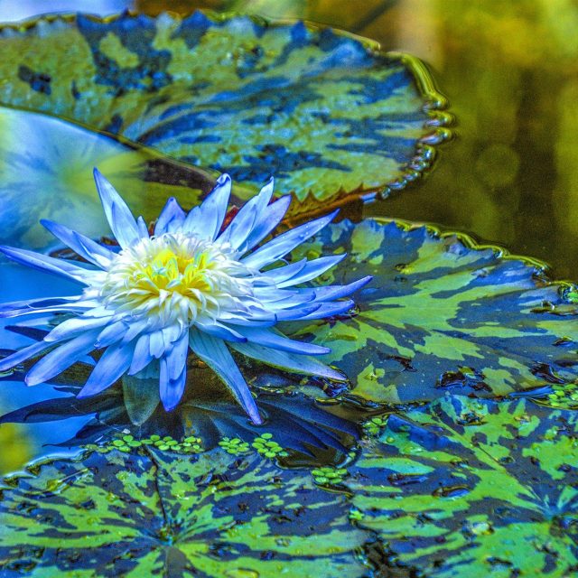 Floating Blue
