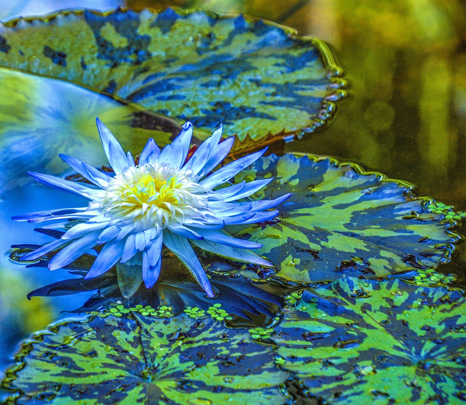 Floating Blue