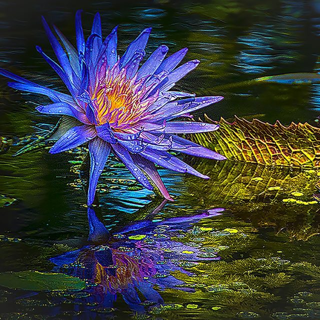 Blue Lily