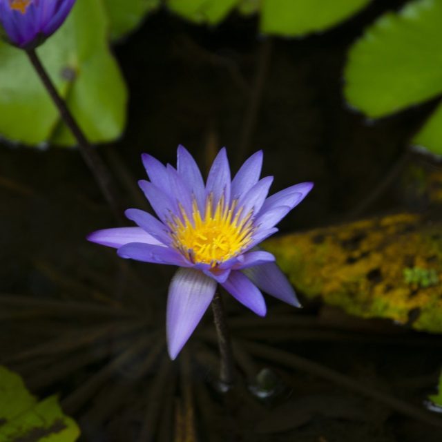 Water Lillies