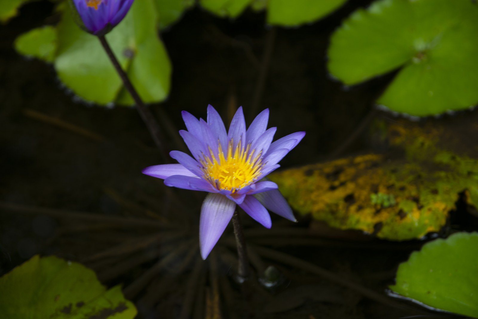 Water Lillies