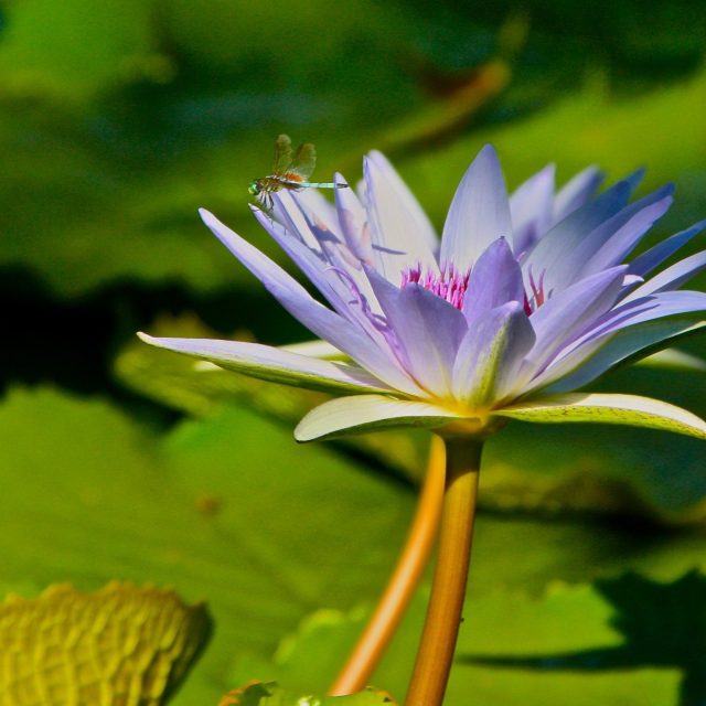 Water Lily