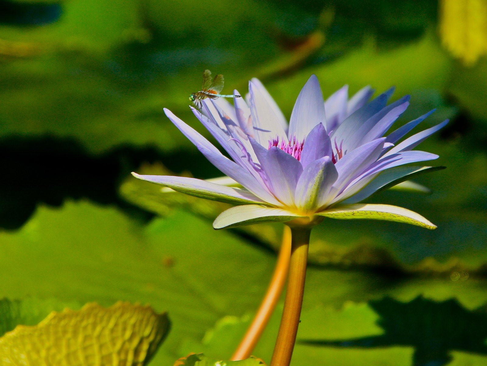 Water Lily