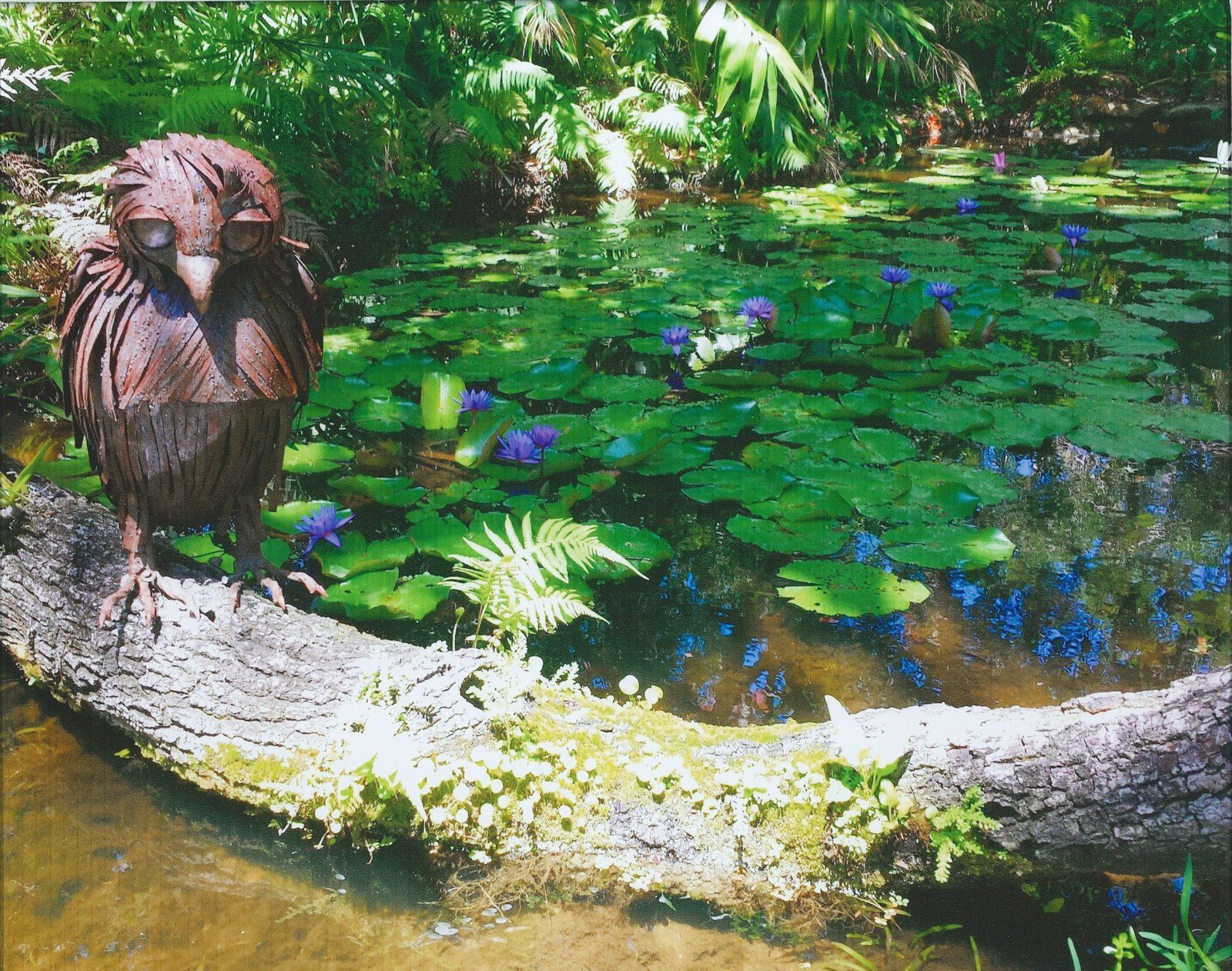 Blooming Pond Perch
