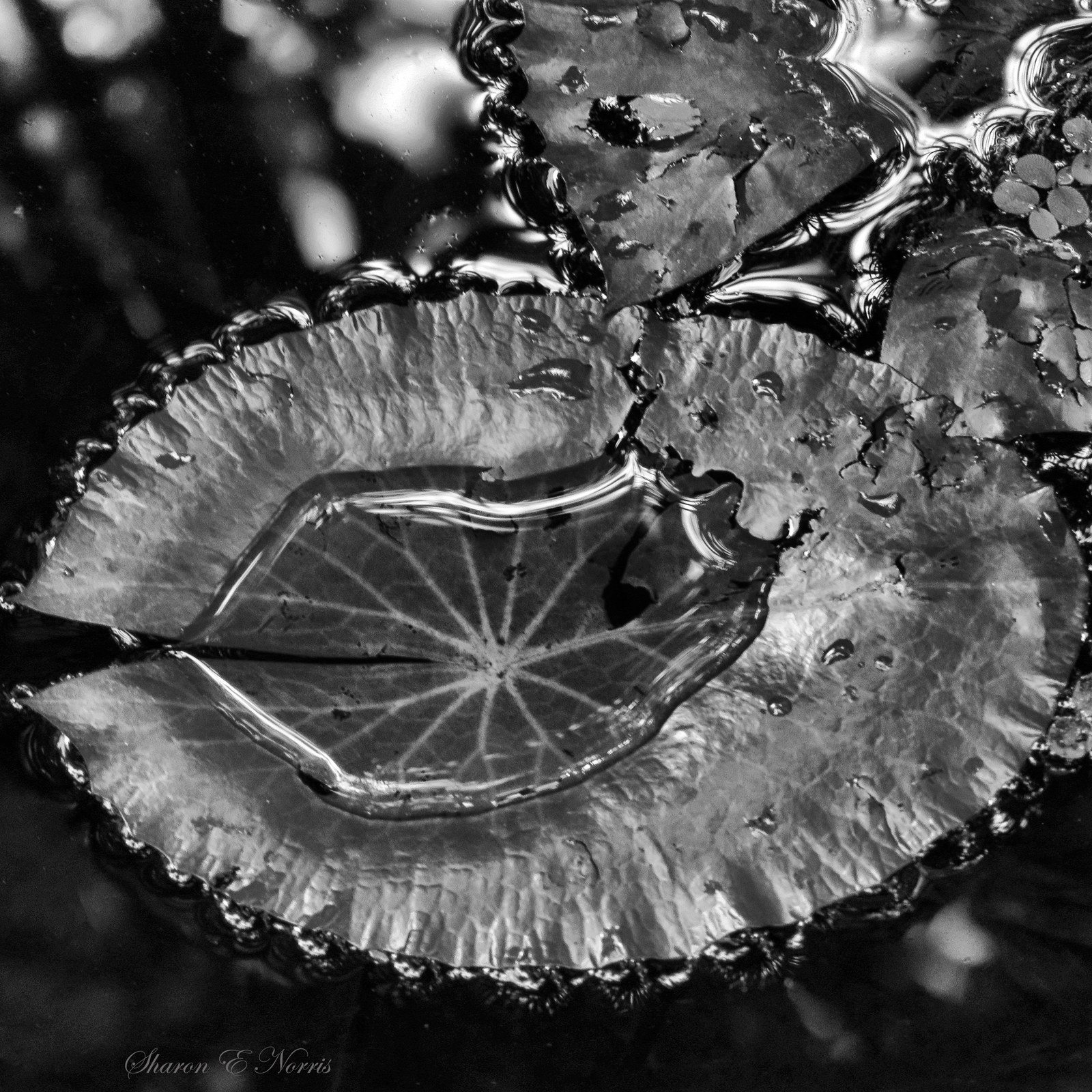 Lily Pad Pond
