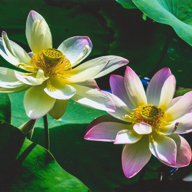 Two Beauties