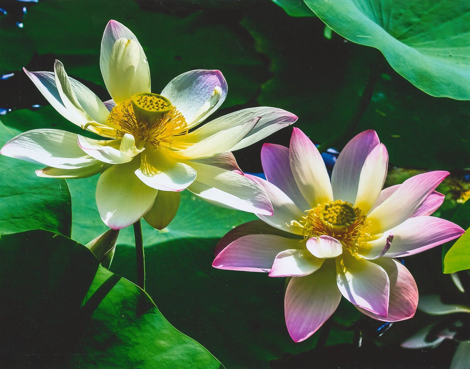 Two Beauties