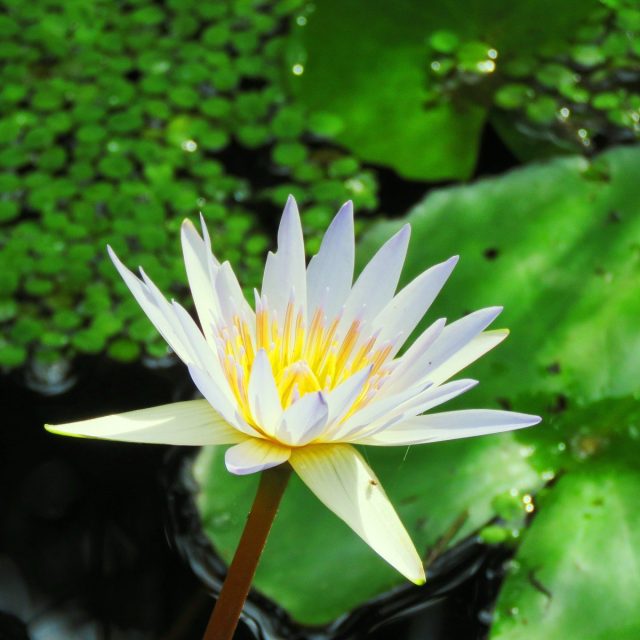 White Lily Single