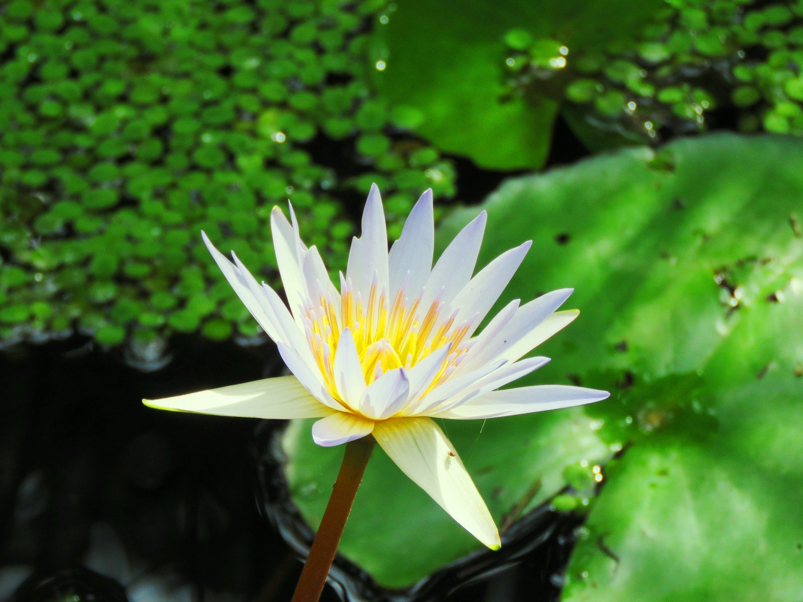 White Lily Single
