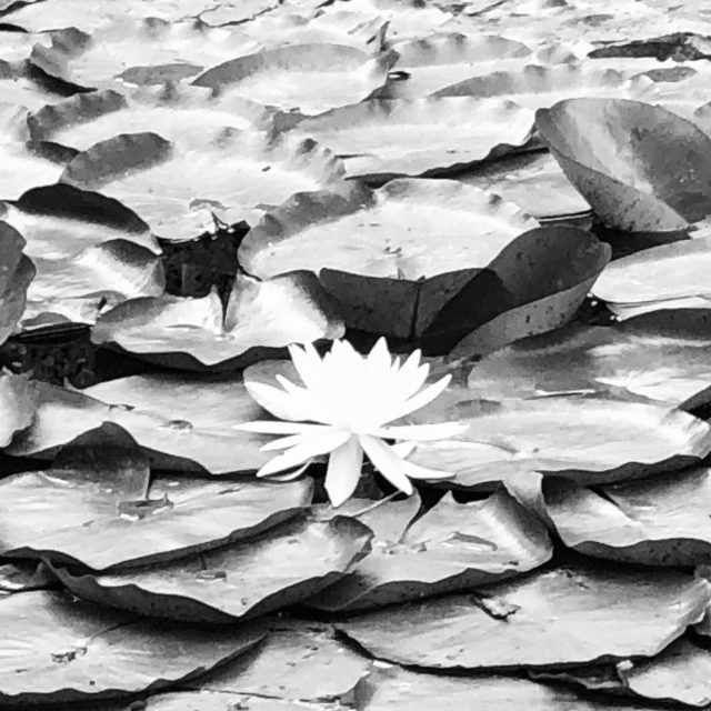 Retri Lilly