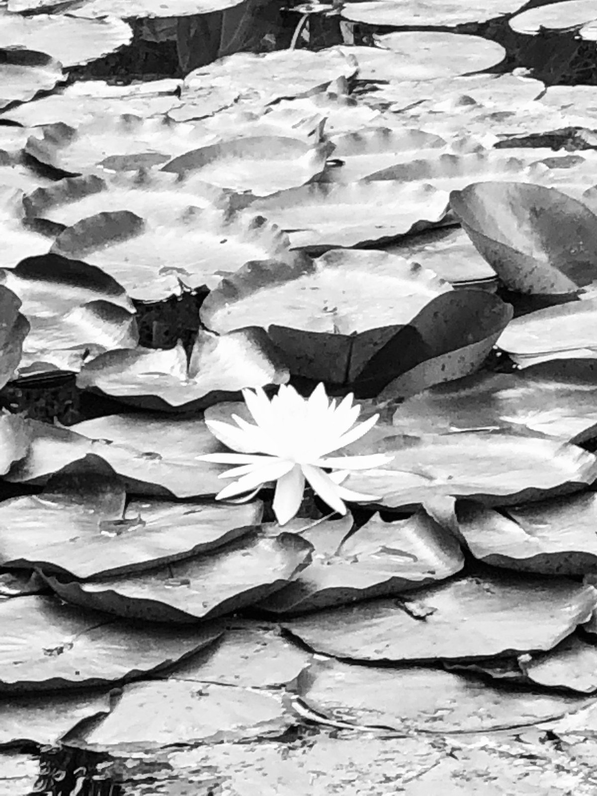Retri Lilly