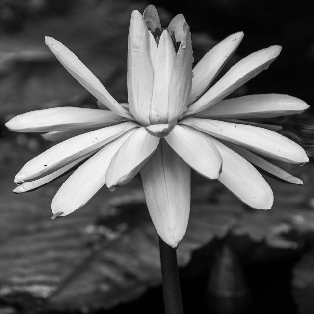 Morning Dew