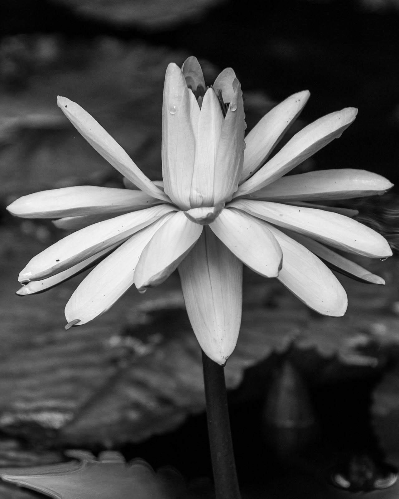 Morning Dew