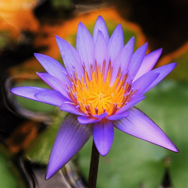 Purple Majesty