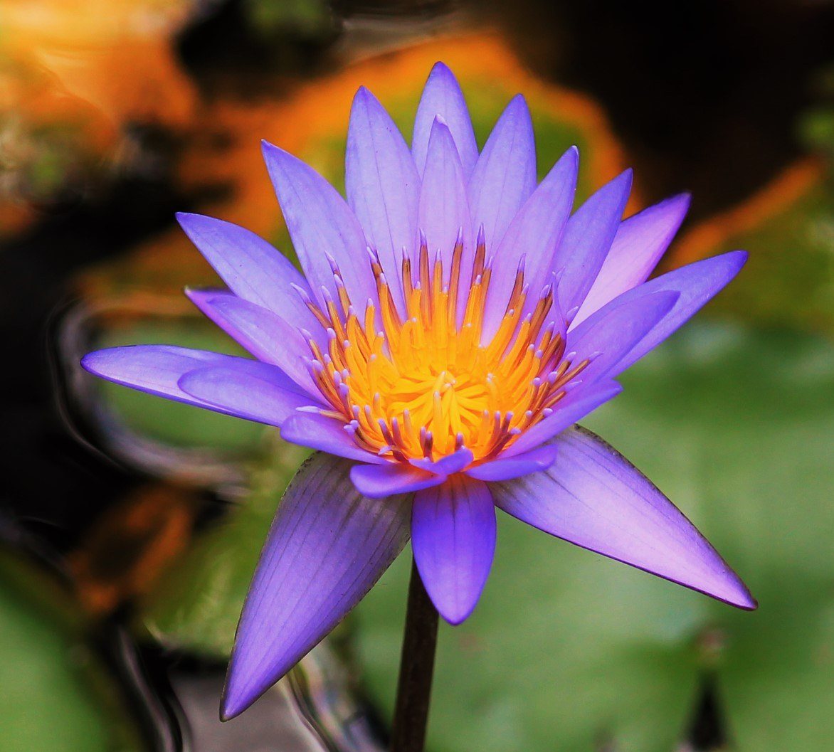 Purple Majesty