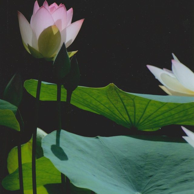 Lotus Time
