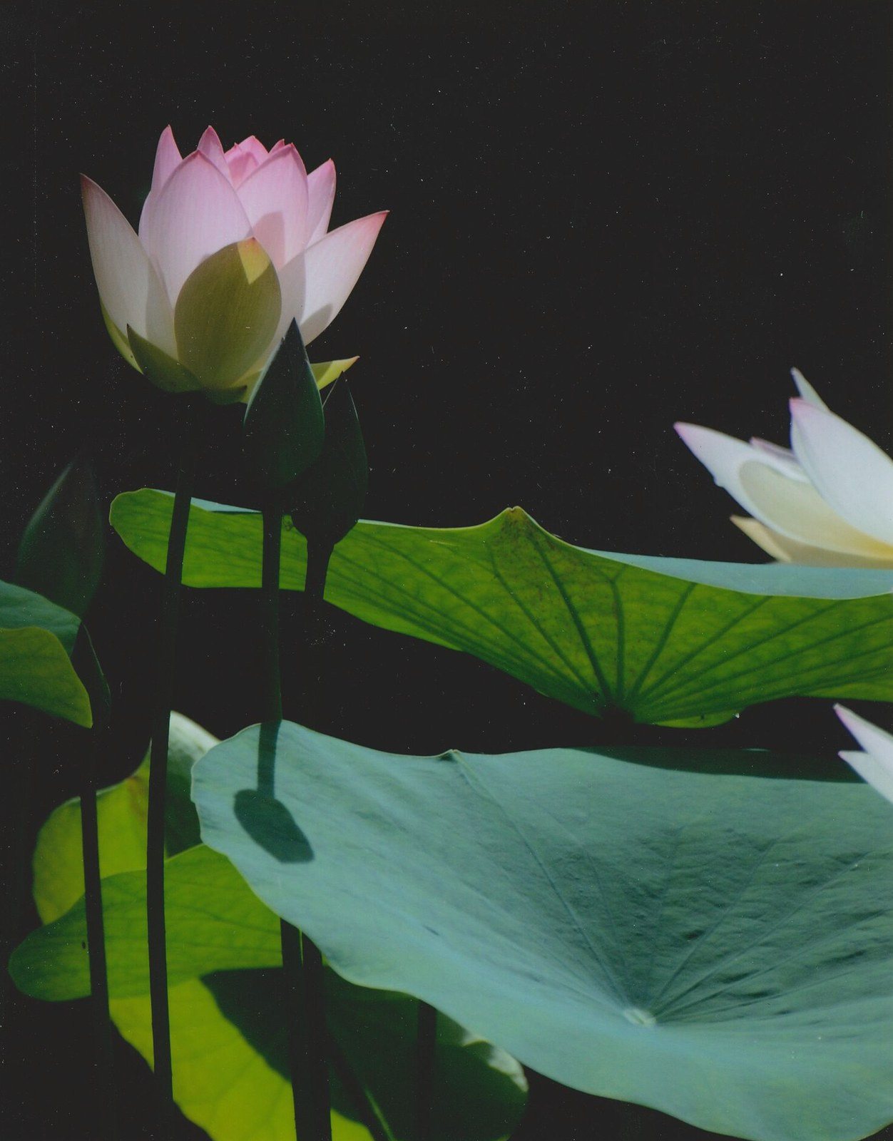 Lotus Time